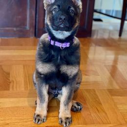 Boy 5 - German Shepherd puppy in Modoc County, California from Vom Marischal Working Lines German Shepherd Dogs