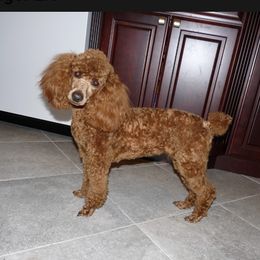 Ginger - Poodle