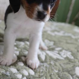 Benny - Black white and tan female Beagle puppy in Susanville, California from Homegrown Beagles