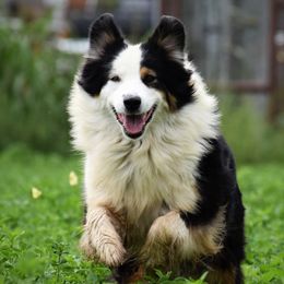 Izzy - Australian Shepherd