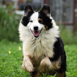 Izzy - Australian Shepherd