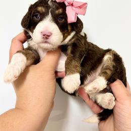 Beyoncé - Brown and white female Bernedoodle puppy in Miami, Florida from Jade’s Paws & Co. Of Miami LLC