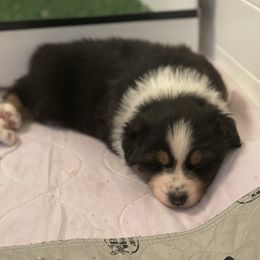 Australian Shepherd Puppies from Mezzo Australian Shepherds