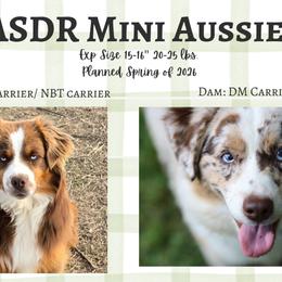 Miniature Australian Shepherd puppies from TK Standard, Mini, & Toy Aussies