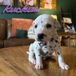 Ruckus - HUA - White and black female Dalmatian puppy in Mount Vernon, Missouri from Spots & Spirals