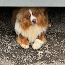 Roper - Miniature American Shepherd
