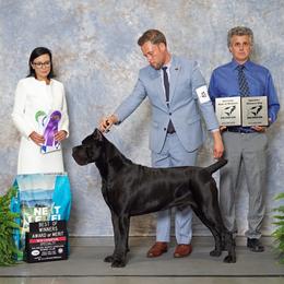 Cane Corso puppies from Arcana Cane Corso