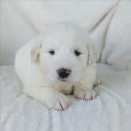 Lilac - White female Great Pyrenees puppy in Yakima, Washington from Naches Heights Ranch