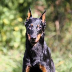 Adler - 5350 - Black and rust male Beauceron puppy in Rockwall, Texas from Elitehaus
