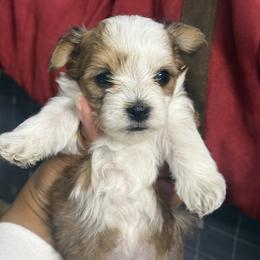 Girl 1 - Chocolate, tan and white female Yorkshire Terrier puppy in Cleveland, Ohio from My Exotic Yorkies LLC