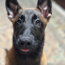 Belgian Malinois Puppies from Fromage Malinois