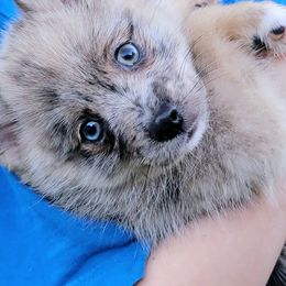 Merle pup - Merle male Pomsky puppy in Gladstone, Virginia from Rustic Charms Miniature Huskys
