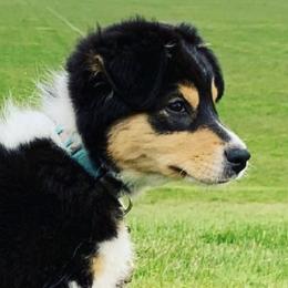 Australian Shepherds from SnoIsle Australian Shepherds