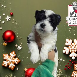 Jinu - Parti male Yorkshire Terrier puppy in California from Corazon de gigante