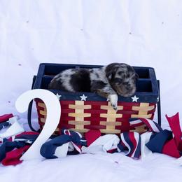 Hula - Blue merle female Australian Shepherd puppy in Eubank, Kentucky from Ashlee's Aussies
