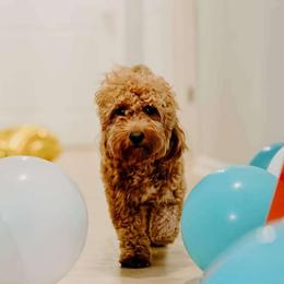 Jubi - Goldendoodle