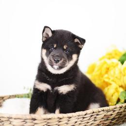 Anri - Blqck and Tan Girl - Black and tan female Shiba Inu puppy in Neosho, Missouri from Sunny Terrace Shibas