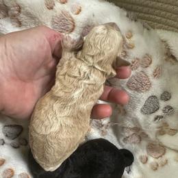 Cashew - Cream male Maltipoo puppy in Coal City, Indiana from Angel Blue Dogs