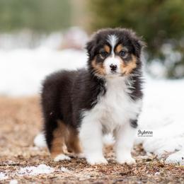 Eve - Black tri-color female Australian Shepherd puppy in Woodford, Virginia from Skyborne Australian Shepherds