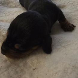 TULIP - Black and tan female Dachshund puppy in Poplarville, Mississippi from T's Kennel
