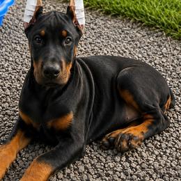 JAY - Black and rust male Doberman Pinscher puppy in Columbia, Maryland from Storm Cloud Doberman