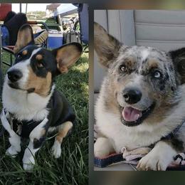 Cardigan Welsh Corgi puppies from Old Iron Farm