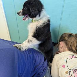 Australian Shepherd, Great Dane, and Great Pyrenees Puppies from AEW Farm