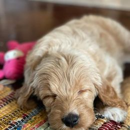 Goldendoodles from Farmhouse Goldendoodles