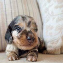 Niles - Dapple male Dachshund puppy in Cape Coral, Florida from Dear Dachshunds