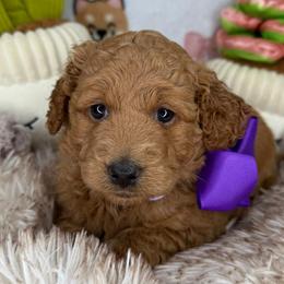 Taylor (Purple) - Cream female Goldendoodle puppy in Miami, Florida from Katy's Toy Poodles