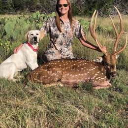 Labrador Retriever Puppies from BOI Gulf Coast Labradors