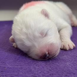 Boy 4 - male Samoyed puppy in Hollywood, Florida from ArticCross Samoyeds-Florida