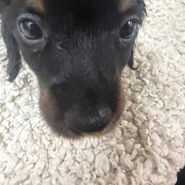 Boy 1 - Black and tan male Dachshund puppy in Mount Pleasant, Texas from Swaffords Dachshund Kingdom