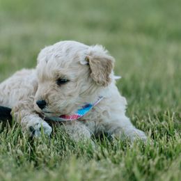 Goldendoodle and Sheepadoodle Puppies from Sunnyfarm Doodles