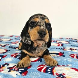 Black and tan smooth dapple female - Dapple female Dachshund puppy in Belle Rive, Illinois from Akin's Miniature Dachshunds, LLC
