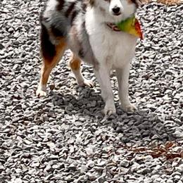 Willow - Toy Australian Shepherd
