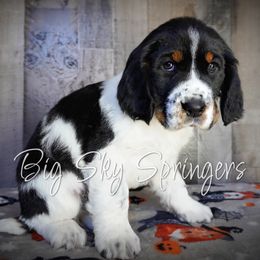 Mosely - Black white and tan male English Springer Spaniel puppy in Great Falls, Montana from Big Sky Springers