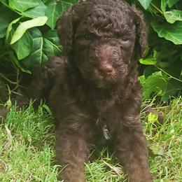 Cypress - Chocolate male Goldendoodle puppy in Pilot Point, Texas from K9 Sidekicks, LLC