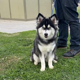 Frankie - Black and white female Pomsky puppy in La Verne, California from Red Cedar Pomskies