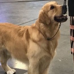 Golden Retrievers from Coffee Creek Golden Retrievers