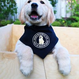 Golden Retriever Puppies from Golden Meadows of Utah