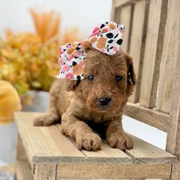Stevie - Red  female Goldendoodle puppy in Queen Creek, Arizona from Goldendoodle AZ
