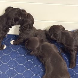 Havanese puppies from Havi Haus (Coco's Puppies)