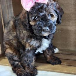 Twila - Phantom female Goldendoodle puppy in Saint Cloud, Florida from Rising Star Kennels
