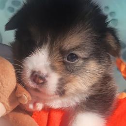 Orange bandana boy - Black and tan male Pembroke Welsh Corgi puppy in Cherokee, Oklahoma from MCS Farms-OK