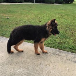 German Shepherd Puppies from Alexanderhof Kennels