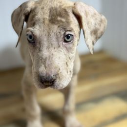 Bernice - Chocolate brindle female Great Dane puppy in Hutchinson, Kansas from Dappled Danes