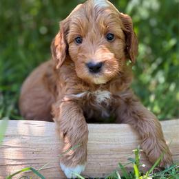 Quincy - Red  male Goldendoodle puppy in Zeeland, Michigan from Dandelion Lane Doodles