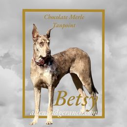 Betsy - Great Dane