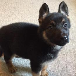 German Shepherds from Hobbs Family Shepherds